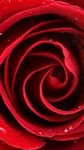 pic for red rose 